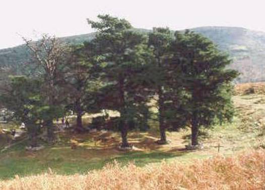 Trees and hillside under a clear sky.