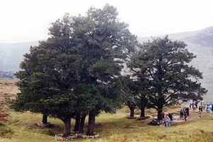 Trees in a grassy landscape with people nearby.